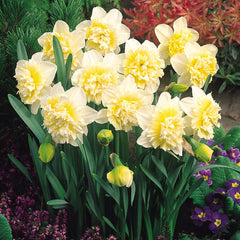 Narcissus Ice King Daffodil Bulbs Blooms Species Growing Bonsai Roots Rhizomes Corms Tubers Potted Planting Reblooming Fragrant Garden Flower Seeds Plant - Seedsplant
