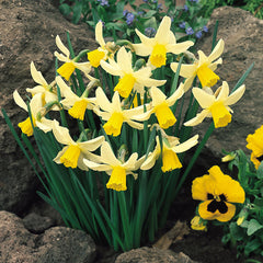 Narcissus Jack Snipe 10-12cm Daffodil Narcissus Bulbs Blooms Species Growing Bonsai Roots Rhizomes Corms Tubers Potted Planting Reblooming Fragrant Garden Flower Seeds Plant