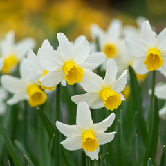 Narcissus Jack Snipe 10-12cm Daffodil Narcissus Bulbs Blooms Species Growing Bonsai Roots Rhizomes Corms Tubers Potted Planting Reblooming Fragrant Garden Flower Seeds Plant