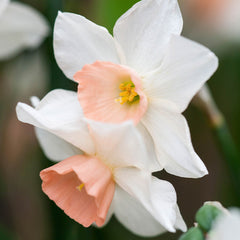 Narcissus Bell Song Jonquilla Daffodil Bulbs Blooms Species Growing Bonsai Roots Rhizomes Corms Tubers Potted Planting Reblooming Fragrant Garden Flower Seeds Plant