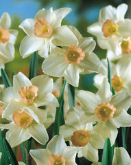 Narcissus Bell Song Jonquilla Daffodil Bulbs Blooms Species Growing Bonsai Roots Rhizomes Corms Tubers Potted Planting Reblooming Fragrant Garden Flower Seeds Plant