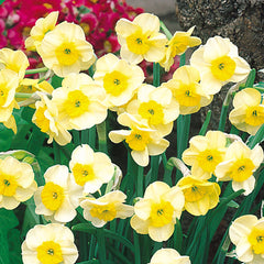 Narcissus Sundisc Daffodil Bulbs Blooms Species Growing Bonsai Roots Rhizomes Corms Tubers Potted Planting Reblooming Fragrant Garden Flower Seeds Plant