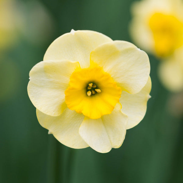 Narcissus Sundisc Daffodil Bulbs Blooms Species Growing Bonsai Roots Rhizomes Corms Tubers Potted Planting Reblooming Fragrant Garden Flower Seeds Plant