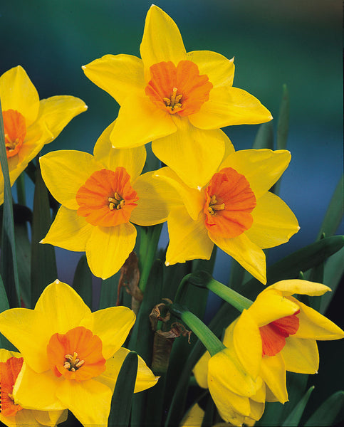 Narcissi Jonquilla Suzy Daffodil  Bulbs Blooms Species Growing Bonsai Roots Rhizomes Corms Tubers Potted Planting Reblooming Fragrant Garden Flower Seeds Plant