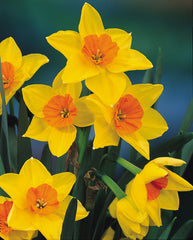 Narcissi Jonquilla Suzy Daffodil  Bulbs Blooms Species Growing Bonsai Roots Rhizomes Corms Tubers Potted Planting Reblooming Fragrant Garden Flower Seeds Plant