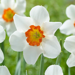 Narcissi June Allyson Daffodil Bulbs Blooms Species Growing Bonsai Roots Rhizomes Corms Tubers Potted Planting Reblooming Fragrant Garden Flower Seeds Plant - Seedsplant