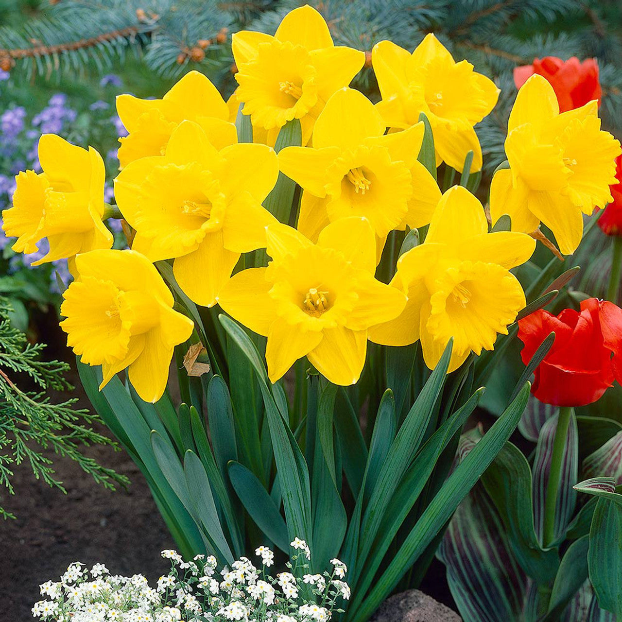 Narcissus King Alfred Daffodil Bulbs Blooms Species Growing Bonsai Roots Rhizomes Corms Tubers Potted Planting Reblooming Fragrant Garden Flower Seeds Plant - Seedsplant