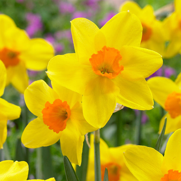 Narcissus Kinglet Daffodil Bulbs Blooms Species Growing Bonsai Roots Rhizomes Corms Tubers Potted Planting Reblooming Fragrant Garden Flower Seeds Plant
