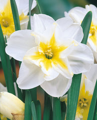 Narcissus Lemon Beauty  Daffodil Bulbs Blooms Species Growing Bonsai Roots Rhizomes Corms Tubers Potted Planting Reblooming Fragrant Garden Flower Seeds Plant