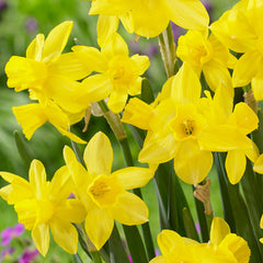 Narcissus Lemon Sailboat  Daffodil Bulbs Blooms Species Growing Bonsai Roots Rhizomes Corms Tubers Potted Planting Reblooming Fragrant Garden Flower Seeds Plant