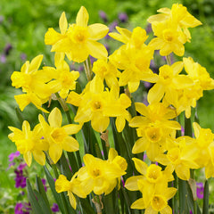Narcissus Lemon Sailboat  Daffodil Bulbs Blooms Species Growing Bonsai Roots Rhizomes Corms Tubers Potted Planting Reblooming Fragrant Garden Flower Seeds Plant