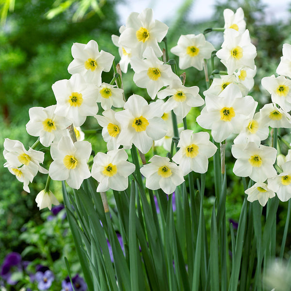 Narcissus Lieke  Daffodil Bulbs Blooms Species Growing Bonsai Roots Rhizomes Corms Tubers Potted Planting Reblooming Fragrant Garden Flower Seeds Plant