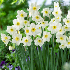 Narcissus Lieke  Daffodil Bulbs Blooms Species Growing Bonsai Roots Rhizomes Corms Tubers Potted Planting Reblooming Fragrant Garden Flower Seeds Plant