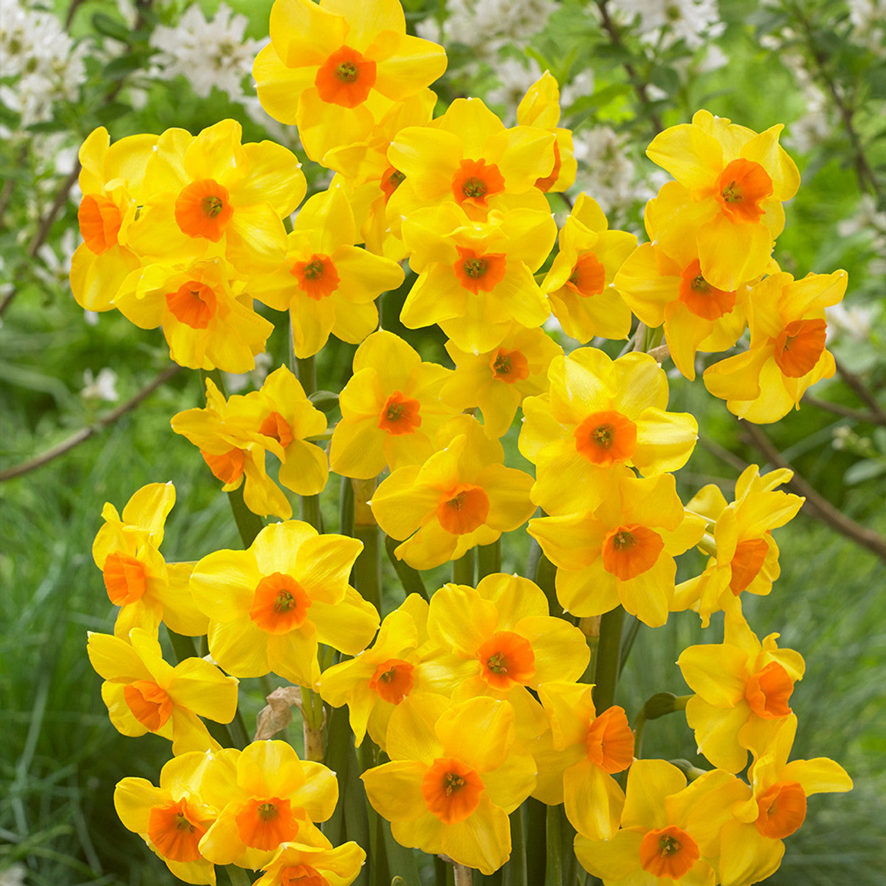 Narcissus Martinette Daffodil Bulbs Blooms Species Growing Bonsai Roots Rhizomes Corms Tubers Potted Planting Reblooming Fragrant Garden Flower Seeds Plant