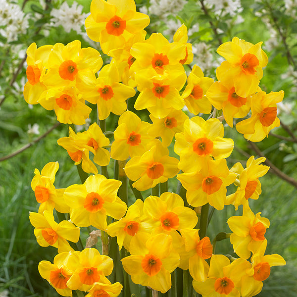 Narcissus Martinette Daffodil Bulbs Blooms Species Growing Bonsai Roots Rhizomes Corms Tubers Potted Planting Reblooming Fragrant Garden Flower Seeds Plant