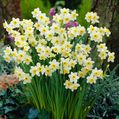 Narcissus Minnow 8-10cm Daffodil Narcissus Bulbs Blooms Species Growing Bonsai Roots Rhizomes Corms Tubers Potted Planting Reblooming Fragrant Garden Flower Seeds Plant