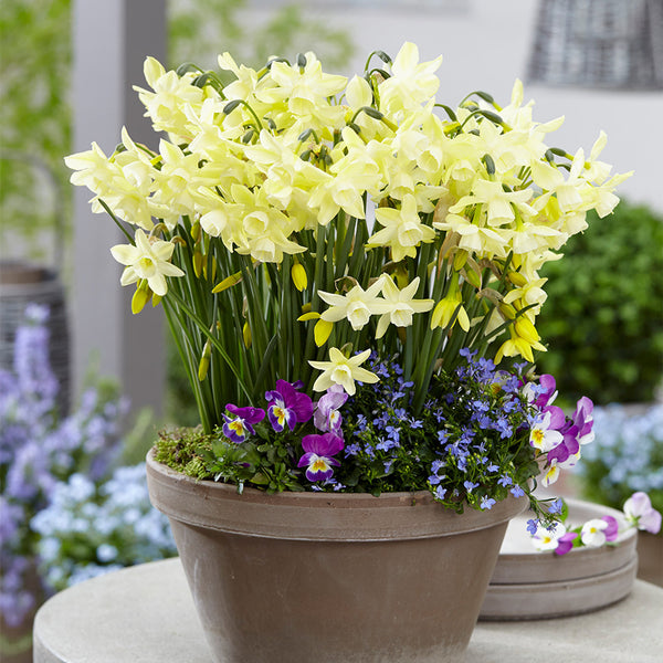Narcissus Moonlight Sensation Daffodil Bulbs Blooms Species Growing Bonsai Roots Rhizomes Corms Tubers Potted Planting Reblooming Fragrant Garden Flower Seeds Plant