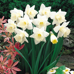 Narcissus Mount Hood Daffodil Bulbs Blooms Species Growing Bonsai Roots Rhizomes Corms Tubers Potted Planting Reblooming Fragrant Garden Flower Seeds Plant - Seedsplant