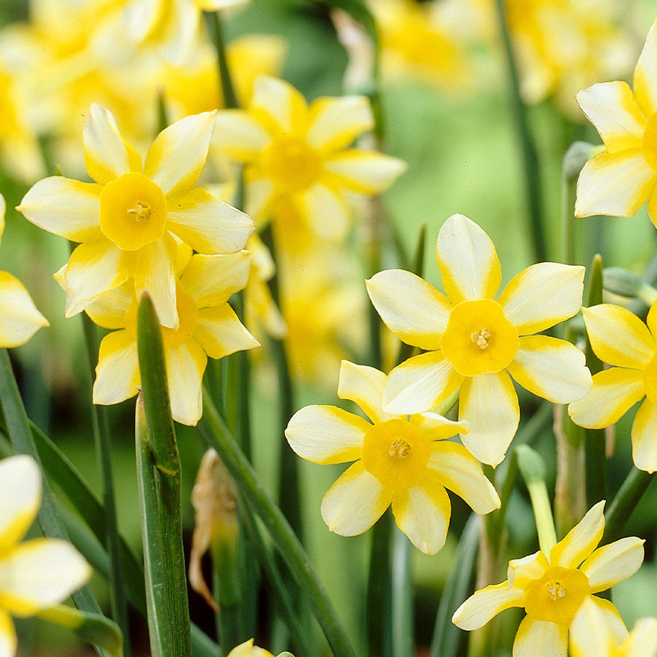 Narcissus New Baby Daffodil Bulbs Blooms Species Growing Bonsai Roots Rhizomes Corms Tubers Potted Planting Reblooming Fragrant Garden Flower Seeds Plant - Seedsplant