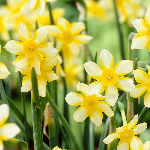 Narcissus New Baby Daffodil Bulbs Blooms Species Growing Bonsai Roots Rhizomes Corms Tubers Potted Planting Reblooming Fragrant Garden Flower Seeds Plant