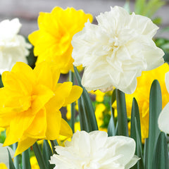 Narcissus Obdam Daffodil Bulbs Blooms Species Growing Bonsai Roots Rhizomes Corms Tubers Potted Planting Reblooming Fragrant Garden Flower Seeds Plant