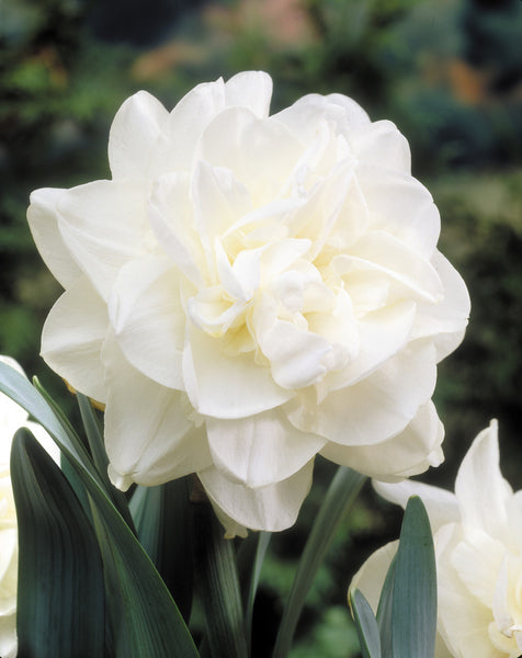 Narcissus Obdam Daffodil Bulbs Blooms Species Growing Bonsai Roots Rhizomes Corms Tubers Potted Planting Reblooming Fragrant Garden Flower Seeds Plant