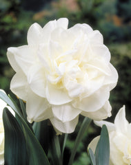 Narcissus Obdam Daffodil Bulbs Blooms Species Growing Bonsai Roots Rhizomes Corms Tubers Potted Planting Reblooming Fragrant Garden Flower Seeds Plant
