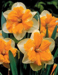 Narcissus Orangery  Daffodil Bulbs Blooms Species Growing Bonsai Roots Rhizomes Corms Tubers Potted Planting Reblooming Fragrant Garden Flower Seeds Plant - Seedsplant