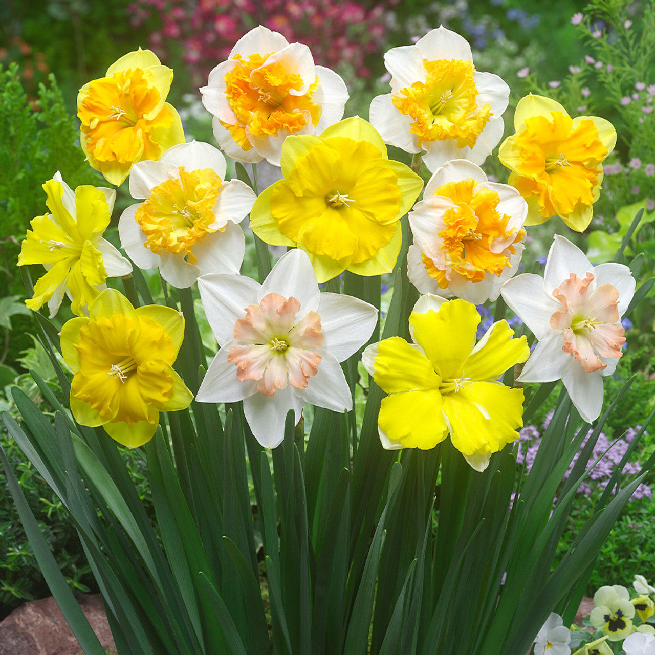 Narcissus Orchid Mixed Daffodil Bulbs Blooms Species Growing Bonsai Roots Rhizomes Corms Tubers Potted Planting Reblooming Fragrant Garden Flower Seeds Plant