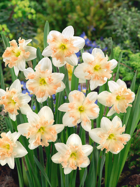 Narcissi Palmares Daffodil Bulbs Blooms Species Growing Bonsai Roots Rhizomes Corms Tubers Potted Planting Reblooming Fragrant Garden Flower Seeds Plant