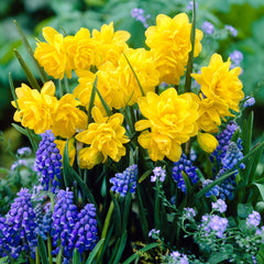 Narcissus Pencrebar  Daffodil Bulbs Blooms Species Growing Bonsai Roots Rhizomes Corms Tubers Potted Planting Reblooming Fragrant Garden Flower Seeds Plant
