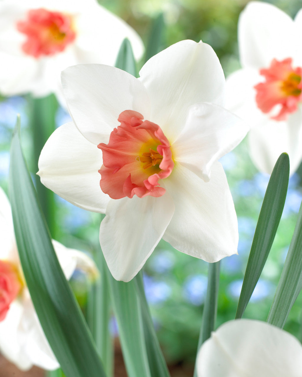 Narcissi Perfect Lady Daffodil  Bulbs Blooms Species Growing Bonsai Roots Rhizomes Corms Tubers Potted Planting Reblooming Fragrant Garden Flower Seeds Plant - Seedsplant