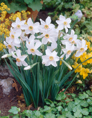Narcissi Pheasant Eye  Daffodil Bulbs Blooms Species Growing Bonsai Roots Rhizomes Corms Tubers Potted Planting Reblooming Fragrant Garden Flower Seeds Plant