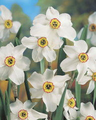 Narcissi Pheasant Eye  Daffodil Bulbs Blooms Species Growing Bonsai Roots Rhizomes Corms Tubers Potted Planting Reblooming Fragrant Garden Flower Seeds Plant