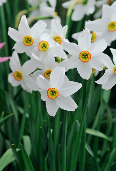 Narcissi Pheasant Eye  Daffodil Bulbs Blooms Species Growing Bonsai Roots Rhizomes Corms Tubers Potted Planting Reblooming Fragrant Garden Flower Seeds Plant