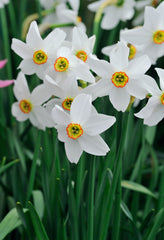 Narcissi Pheasant Eye  Daffodil Bulbs Blooms Species Growing Bonsai Roots Rhizomes Corms Tubers Potted Planting Reblooming Fragrant Garden Flower Seeds Plant