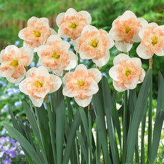 Narcissus Pink Wonder Daffodil Bulbs Blooms Species Growing Bonsai Roots Rhizomes Corms Tubers Potted Planting Reblooming Fragrant Garden Flower Seeds Plant