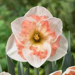 Narcissus Pink Wonder Daffodil Bulbs Blooms Species Growing Bonsai Roots Rhizomes Corms Tubers Potted Planting Reblooming Fragrant Garden Flower Seeds Plant