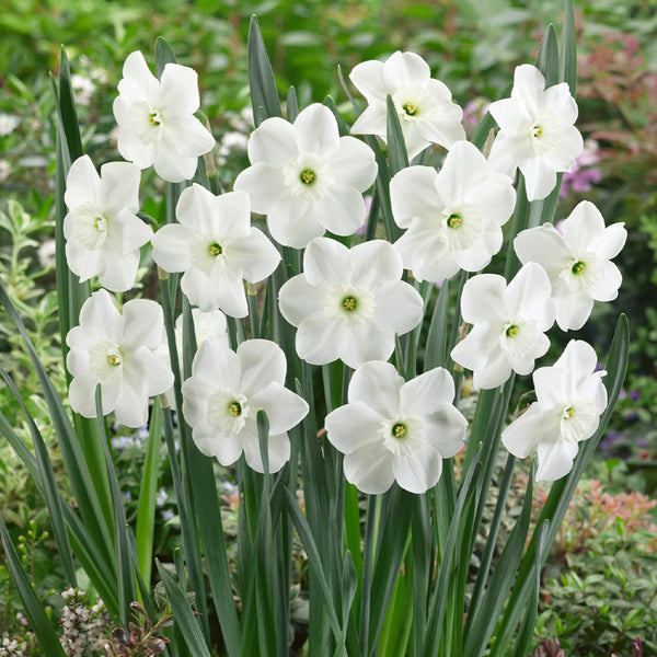 Narcissus Piper Daffodil Bulbs Blooms Species Growing Bonsai Roots Rhizomes Corms Tubers Potted Planting Reblooming Fragrant Garden Flower Seeds Plant