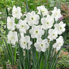 Narcissus Piper Daffodil Bulbs Blooms Species Growing Bonsai Roots Rhizomes Corms Tubers Potted Planting Reblooming Fragrant Garden Flower Seeds Plant