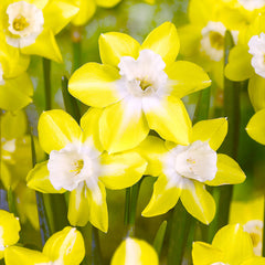 Narcissus Pipit Jonquilla Daffodil Bulbs Blooms Species Growing Bonsai Roots Rhizomes Corms Tubers Potted Planting Reblooming Fragrant Garden Flower Seeds Plant