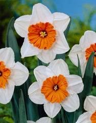 Narcissus Professor Einstein Daffodil Bulbs Blooms Species Growing Bonsai Roots Rhizomes Corms Tubers Potted Planting Reblooming Fragrant Garden Flower Seeds Plant