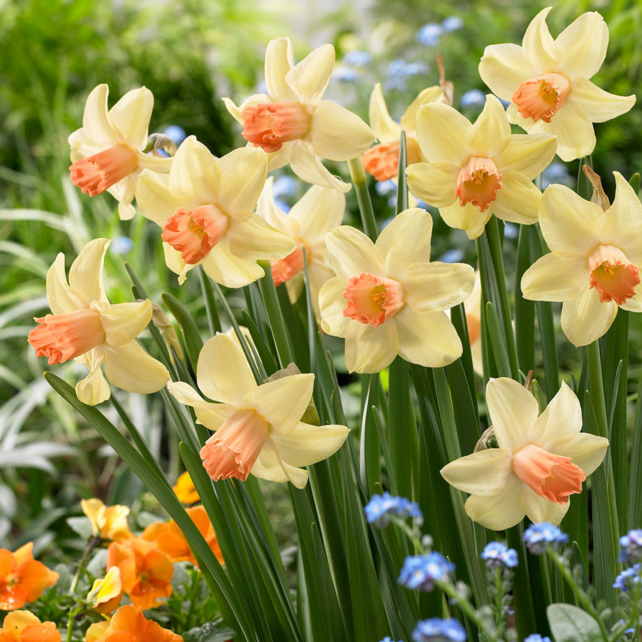 Narcissus Prototype Daffodil Bulbs Blooms Species Growing Bonsai Roots Rhizomes Corms Tubers Potted Planting Reblooming Fragrant Garden Flower Seeds Plant - Seedsplant