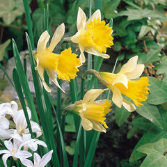 Narcissus Pseudo Lobularis Daffodil Bulbs Blooms Species Growing Bonsai Roots Rhizomes Corms Tubers Potted Planting Reblooming Fragrant Garden Flower Seeds Plant