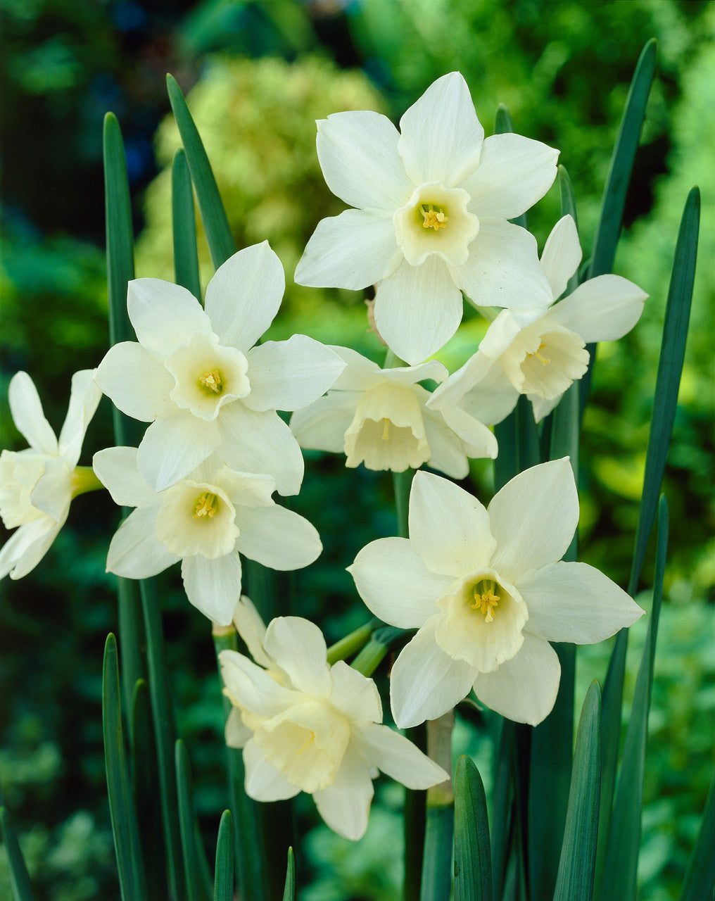 Narcissus Pueblo Jonquilla Daffodil Bulbs Blooms Species Growing Bonsai Roots Rhizomes Corms Tubers Potted Planting Reblooming Fragrant Garden Flower Seeds Plant - Seedsplant