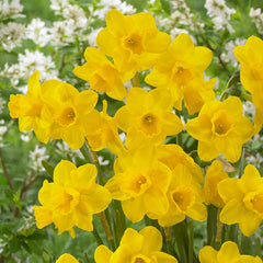 Narcissus Quail Daffodil Bulbs Blooms Species Growing Bonsai Roots Rhizomes Corms Tubers Potted Planting Reblooming Fragrant Garden Flower Seeds Plant