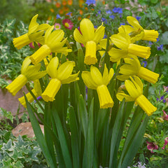 Narcissus Rapture Daffodil Bulbs Blooms Species Growing Bonsai Roots Rhizomes Corms Tubers Potted Planting Reblooming Fragrant Garden Flower Seeds Plant