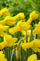 Narcissus Rapture Daffodil Bulbs Blooms Species Growing Bonsai Roots Rhizomes Corms Tubers Potted Planting Reblooming Fragrant Garden Flower Seeds Plant