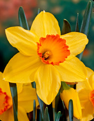 Narcissus Red Devon Daffodil Bulbs Blooms Species Growing Bonsai Roots Rhizomes Corms Tubers Potted Planting Reblooming Fragrant Garden Flower Seeds Plant