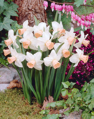 Narcissus Reggae Daffodil Bulbs Blooms Species Growing Bonsai Roots Rhizomes Corms Tubers Potted Planting Reblooming Fragrant Garden Flower Seeds Plant - Seedsplant